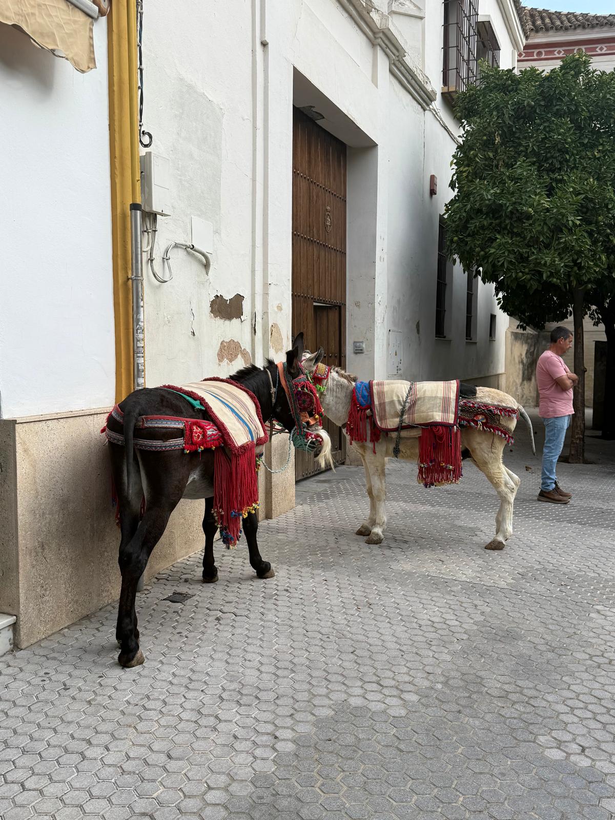 Tradicional paseo en burro durante el Sábado de los Niños - Hermandad de la Sagrada Cena
